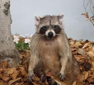 Vogel-und jagdtierkunde