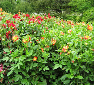Blumeninsel Mainau