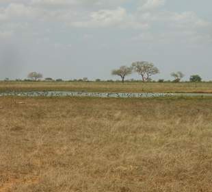 Tsavo Ost