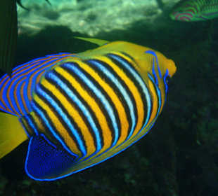 Pfauen Kaiserfisch