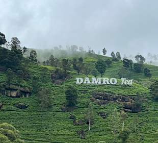 Tee Fabrik Besichtigung 