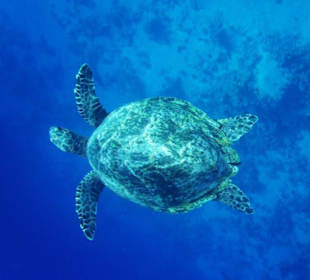 Seeschidkröte am Hausriff