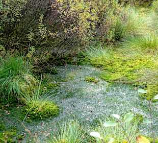Das Moor neben dem Wanderweg