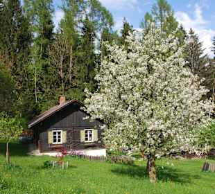 Blütenmeer am Ossiacher See