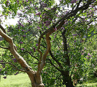 Narodowy Ogród Botaniczny