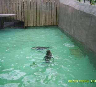 Urokliwe krakowskie ZOO.