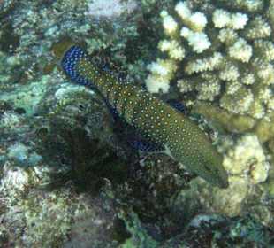 Dieser war echt schwer vor die Linse zu bekommen