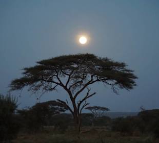 Amboseli 