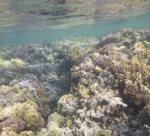 Schnorcheln Makadi Bay