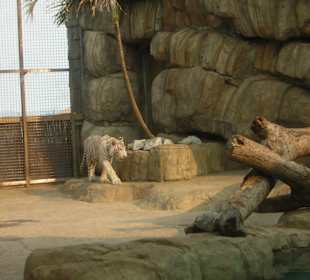 Weißer Tiger