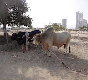 Vereinigte Arabische Emirate