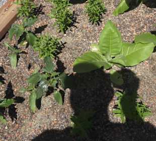 Botanischer Garten der Universität Zürich