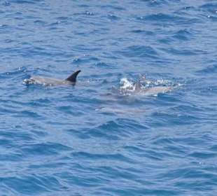 Schnorcheln mit Delfinen 