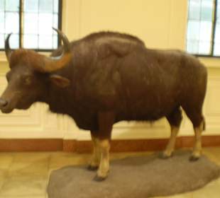 Zoologisches Forschungsmuseum Alexander Koenig