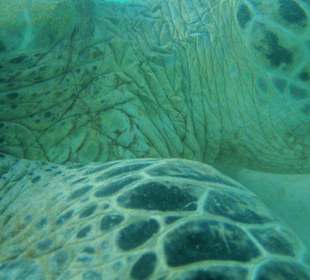 Marsa Imbarak, schildpadden spotten 