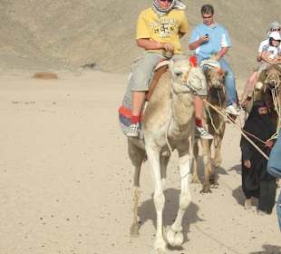 Beim Ausflug das Kamelreiten