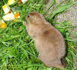 Präriehunde im Zoo Salzburg
