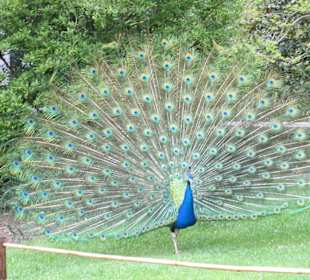 Ausflug auf Brissagoinsel