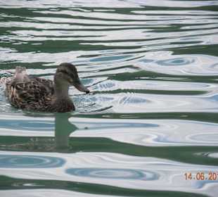 Ente im Klopeinersee