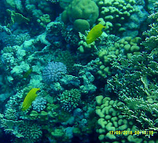 Schnorcheln Marsa Alam