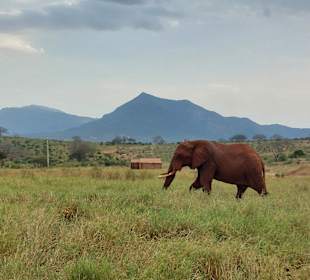 Tsavo
