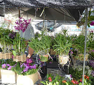 Orchideen über Orchideen