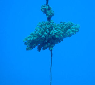 Korallenbewuchs bei der Salem