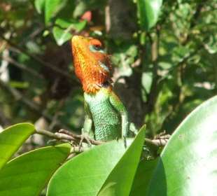 Im Sinharaja Regenwald - Geführte Touren Astrid Tours Sri La