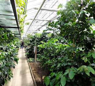Mpressionen aus den Gewächshäusern