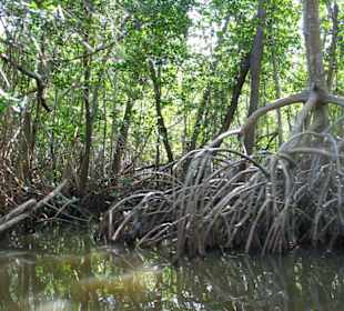 Mangroven