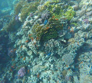 Schönes Riff - Abu Dababb