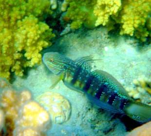 Grüne Höhlengrundel