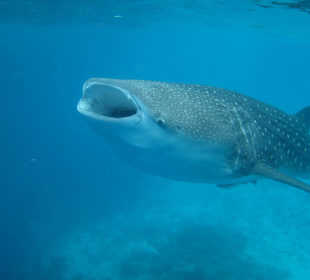 Whale shark Snorkeling 