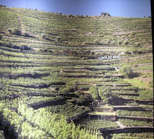 Sandemann Weinbaugebiet Seixo im Durotal