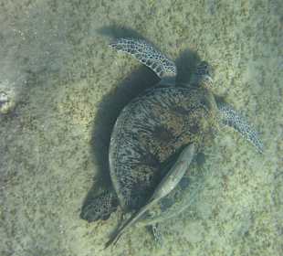 Pasący się żółw