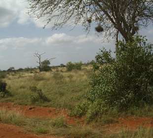 Tsavo Ost