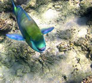 Schnorcheln am Hotelstrand Sonesta Club