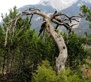Bizarre Kiefer-Formation