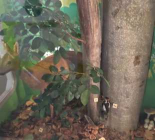 Museum Natur und Mensch