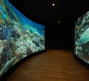 Die "Spiegelkugel", mit fantastische Naturfilm