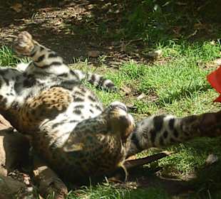 Leopardenbaby beim Spielen
