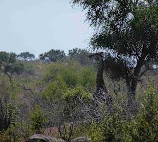 Krüger Nationalpark