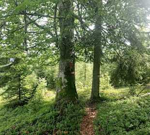 Wandern Hermagor - Pressegger See