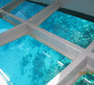 Tiger marine: glasboot