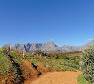 Weingut Tokara in Stellenbosch