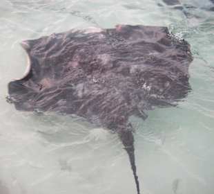 Der "Platzhirsch" unter den Rochen