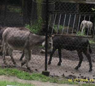 Urokliwe krakowskie ZOO.