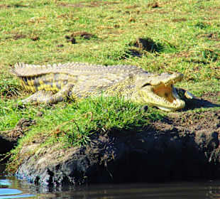 Krokodil - Chobe-Bootsfahrt