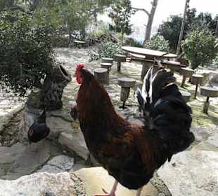 Mädels, Mittagessen!