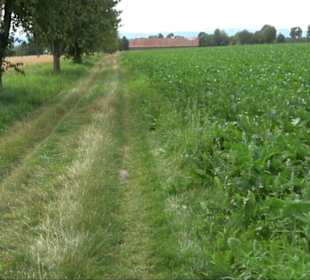 Sonnenaufgangs-Rundwanderung Rübgarten
